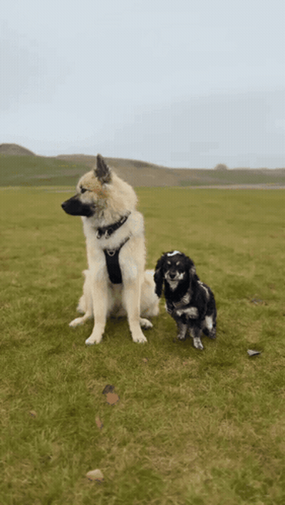A Large Dog And A Smaller Dog Are Standing In A Grassy Field GIF