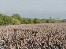 A Large Field With Trees In The Background And A Blue Sky In The Background GIF