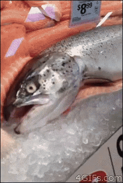 A Large Fish Is Laying On Ice With A Price Tag That Says $ 8.99 GIF