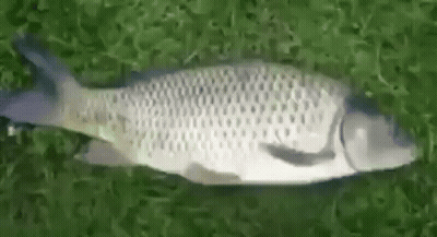 A Large Fish Is Laying On Top Of A Lush Green Field Of Grass . GIF