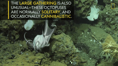 A Large Gathering Is Also Unusual These Octopuses Are Normally Solitary And Occasionally Cannibalistic GIF