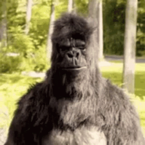 A Large Gorilla Is Standing In The Woods Looking At The Camera . GIF