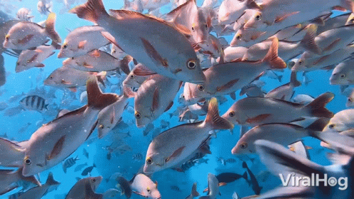 A Large Group Of Fish Are Swimming In The Ocean With The Words Viralhog In The Upper Right Corner GIF