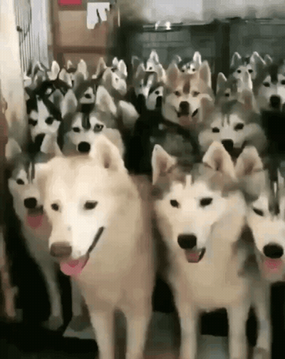 A Large Group Of Husky Dogs Are Standing Next To Each Other And Smiling . GIF