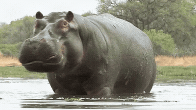 A Large Hippopotamus Is Standing In The Water With Its Mouth Open GIF