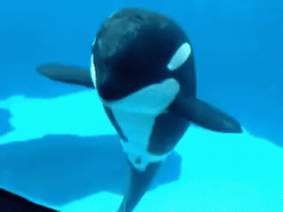 A Large Killer Whale Is Swimming In The Ocean . GIF