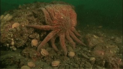 A Large Octopus Is Sitting On A Rock In The Ocean GIF
