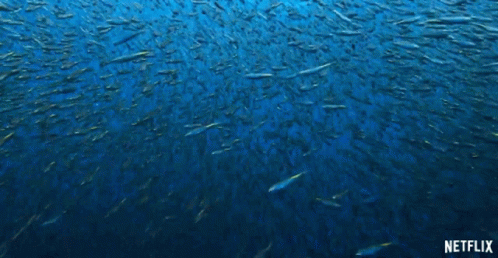 A Large School Of Fish Are Swimming In The Ocean With A Netflix Logo In The Background GIF