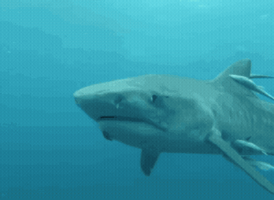 A Large Shark Is Swimming In The Ocean GIF