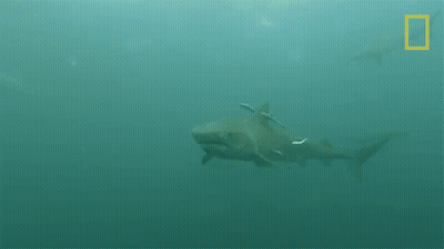 A Large Shark Is Swimming In The Ocean With A National Geographic Logo In The Background GIF