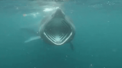 A Large Shark With Its Mouth Open Is Swimming In The Ocean . GIF