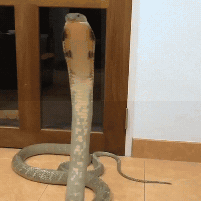 A Large Snake With A Long Neck Is Standing In Front Of A Door . GIF