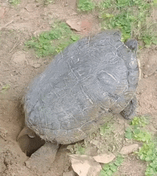A Large Turtle Is Crawling Out Of A Hole In The Dirt GIF