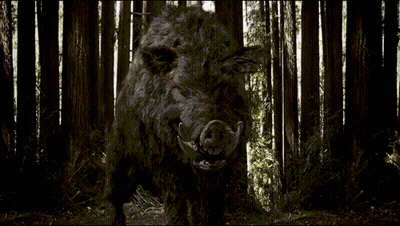 A Large Wild Boar Stands In The Middle Of A Dark Forest GIF