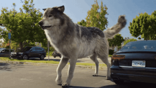A Large Wolf Standing Next To A Car With A License Plate That Says Bno 450 GIF
