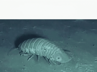 A Large Worm Is Crawling On The Ground In The Water . GIF