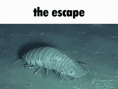 A Large Worm Is Crawling On The Ground In The Water . GIF