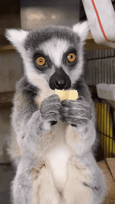 A Lemur Eating A Piece Of Food With Its Hands GIF
