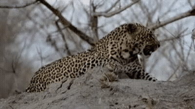 A Leopard Is Laying On Top Of A Pile Of Dirt In The Woods . GIF