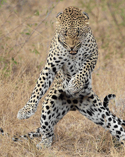 A Leopard Is Standing On Its Hind Legs In The Tall Grass GIF