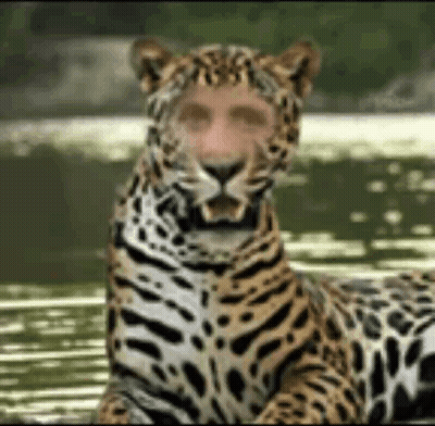 A Leopard With A Man 'S Face On Its Head GIF
