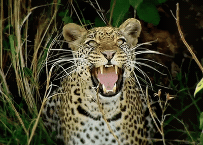 A Leopard With Its Mouth Open Is Standing In The Grass . GIF