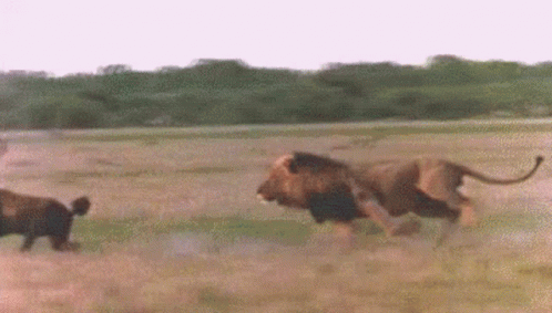 A Lion And A Cheetah Are Running Through A Field . GIF