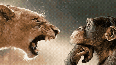 A Lion And A Chimpanzee Look At Each Other GIF