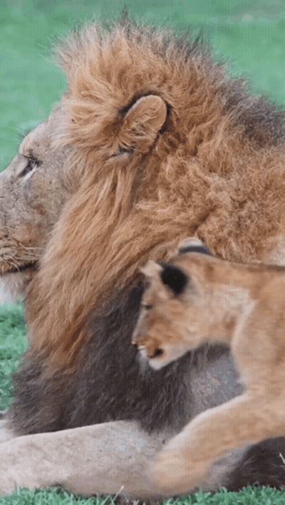 A Lion And A Cub Are Laying In The Grass Together GIF