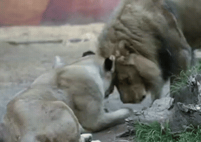 A Lion And A Cub Are Playing With Each Other In The Grass . GIF