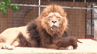 A Lion And A Dachshund Laying Next To Each Other In A Cage GIF