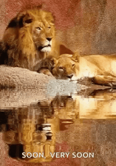 A Lion And A Lioness Are Laying In The Water And Their Reflection In The Water . GIF
