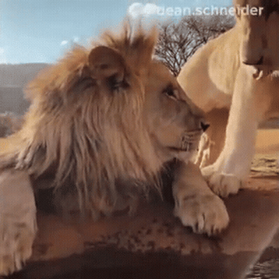A Lion And A Lioness Are Looking At Each Other While Laying On A Rock . GIF