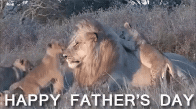 A Lion And Two Cubs Are Laying In The Grass With The Words Happy Father 'S Day GIF
