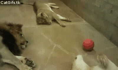 A Lion Cub Is Playing With A Red Ball While Two Other Cubs Watch GIF