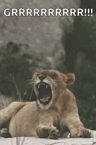 A Lion Cub Laying Down With Its Mouth Open And The Words Grrrrrrrrr !! Written Above It GIF