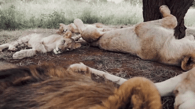 A Lion Cub Laying On Its Back Next To A Lion GIF
