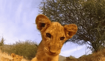 A Lion Cub Looking At The Camera With Trees In The Background GIF