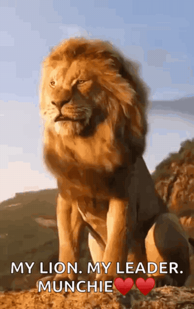 A Lion Is Sitting On Top Of A Hill And Says My Lion My Leader Munchie . GIF