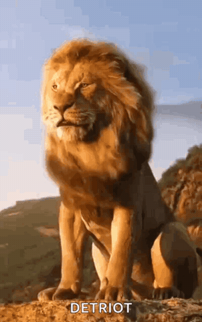A Lion Is Sitting On Top Of A Rock In The Mountains . GIF