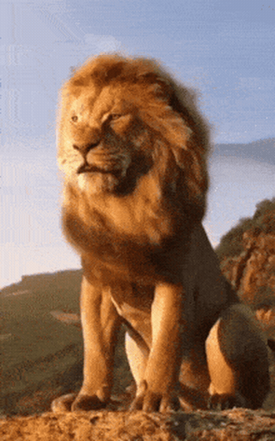 A Lion Is Sitting On Top Of A Rocky Hill Looking At The Camera . GIF