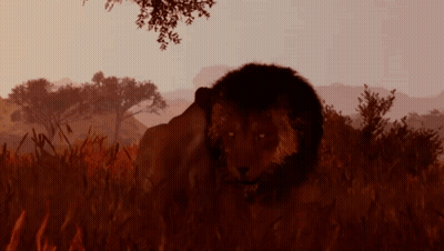 A Lion Is Standing In A Field Of Tall Grass GIF