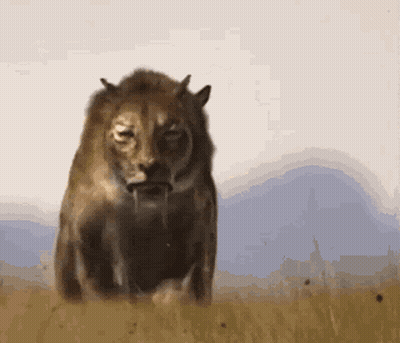A Lion Is Standing In A Field With Its Mouth Open GIF