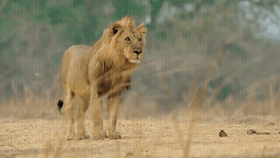A Lion Is Standing In The Middle Of A Dry Grassy Field . GIF