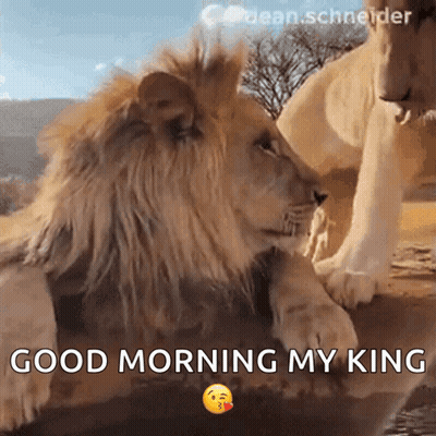 A Lion Laying Next To Another Lion With The Words " Good Morning My King " GIF