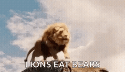 A Lion Standing On Top Of A Rock With The Words `` Lions Eat Bears '' Written On It . GIF