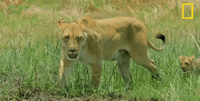 A Lioness And Her Cub Are Walking Through A Grassy Field With A National Geographic Logo In The Corner GIF