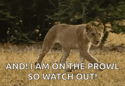 A Lioness Cub Is Walking Through A Field With The Words `` And I Am On The Prowl So Watch Out ! '' GIF