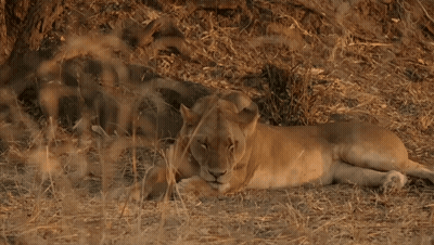 A Lioness Is Laying Down In The Grass Looking At The Camera GIF