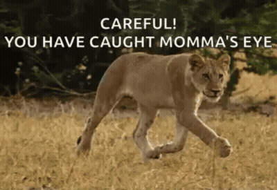 A Lioness Is Running Through A Field With A Caption That Says `` Careful ! You Have Caught Momma 'S Eye '' GIF